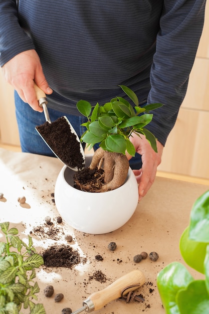 Giardinaggio, piantare a casa. uomo trasferendo ficus houseplant