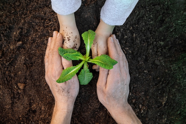 Giardinaggio, piantare piante nel giardino. Giardino. Messa a fuoco selettiva