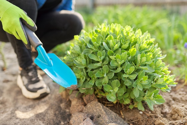 Giardinaggio primaverile nell'aiuola del cortile. Donna in guanti che coltivano piante verdi e fiori con pala da giardino, primo piano di sedum, hobby e tempo libero di una donna matura