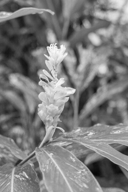 giardini a singapore