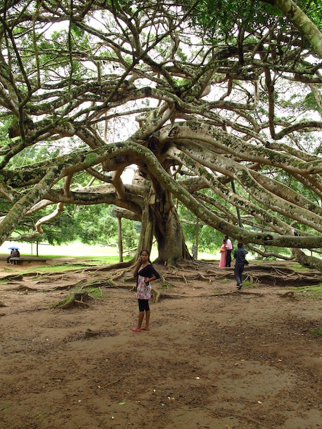 Giardini botanici reali, Kandy, Sri Lanka