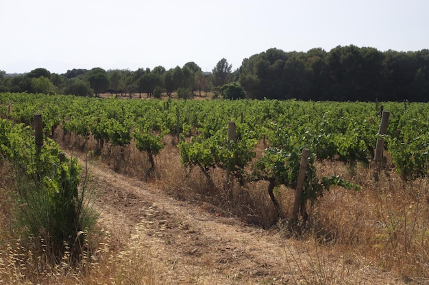 Giardini con alberi di vite Piantagioni di uva Vigna