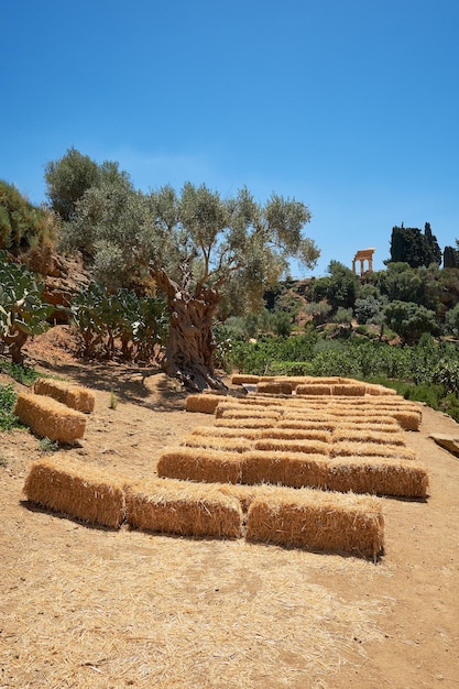 Giardini della Kolymbethra, o Jardino della Kolymbethra. magnifico giardino verde nel cuore della Valle dei Templi, Sicilia, Italia. Pile di fieno per concerti all'aperto. Colonne greche sulla collina alle spalle.