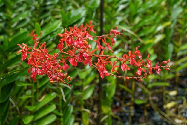 Giardini di Singapore