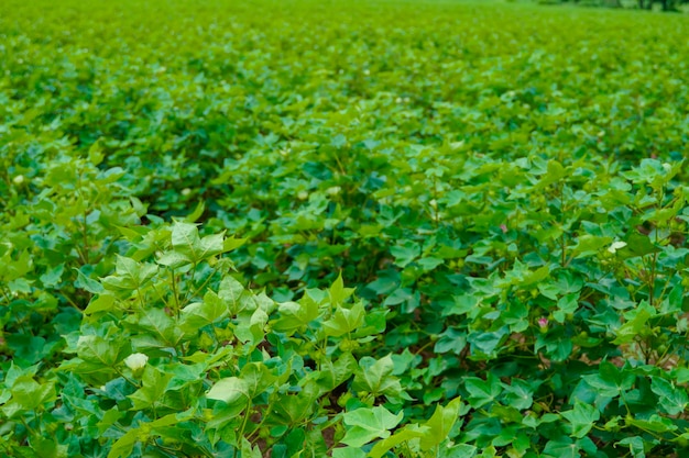 Giardini fioriti di cotone che non sono ancora stati cotone