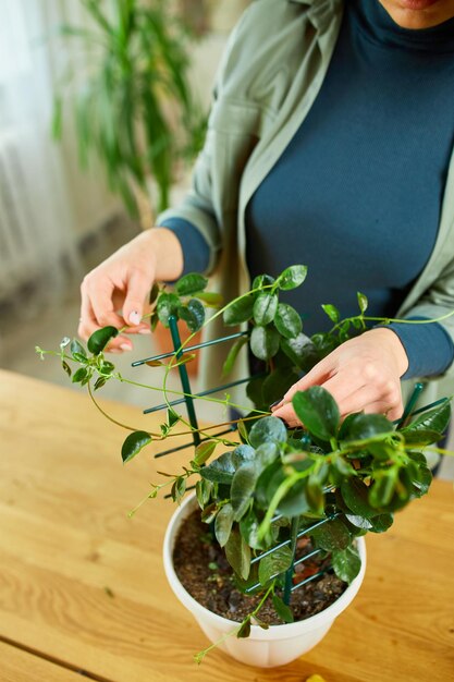 Giardiniera donna che si prende cura della pianta d'appartamento di Mandevilla a casa