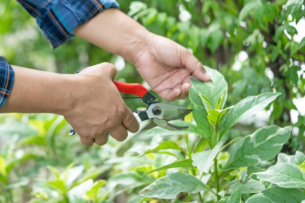 Giardiniere asiatico Taglia le forbici degli alberi per tagliare i rami sulle piante natura Hobby piantagione giardino domestico