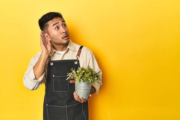 giardiniere asiatico uomo che tiene una pianta studio giallo sfondo cercando di ascoltare un pettegolezzo