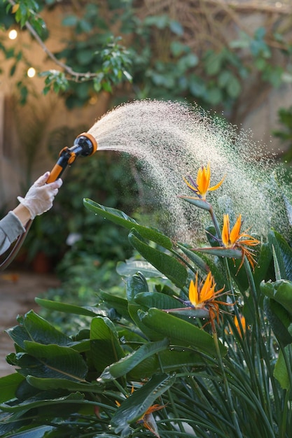 Giardiniere che innaffia il fiore dell'uccello del paradiso di strelitzia mentre lavora in serra o in giardino estivo