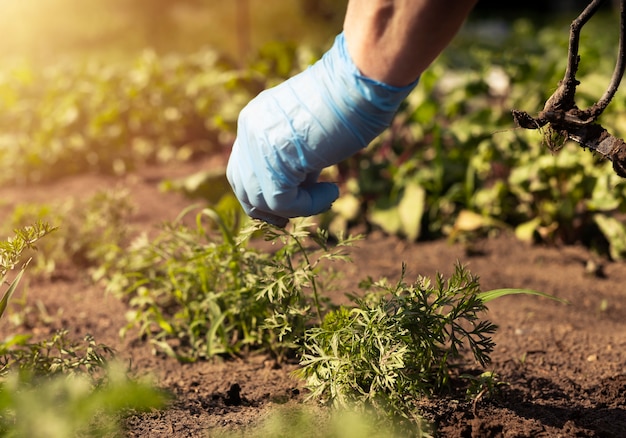 Giardiniere che lavora in un giardino verde e tira fuori le erbacce dal terreno da vicino