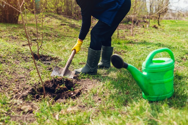 Giardiniere che pianta albero nel giardino di primavera che scava con la pala