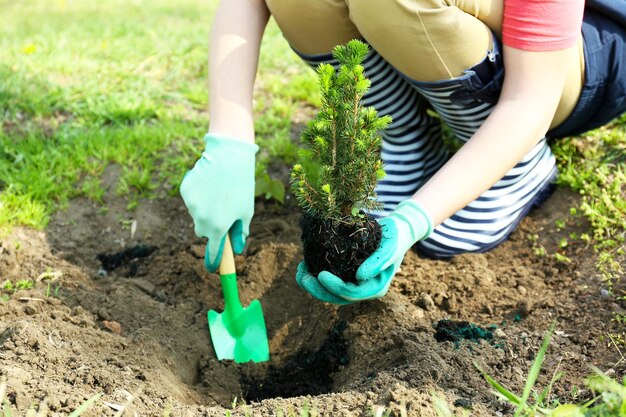 Giardiniere che pianta un albero in primavera