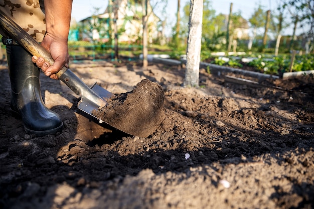 Giardiniere che scava nel giardino. Terreno che si prepara per la semina in primavera. Giardinaggio.