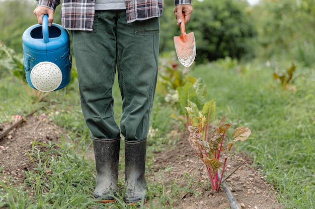 giardiniere che tiene l'annaffiatoio blu e la pala di metallo in piedi tra il campo di ortaggi sempreverdi