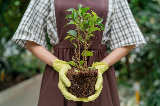 Giardiniere che tiene una pianta con terra di fronte a lei. Biologo che trapianta un primo piano della pianta. Dare vita alla pianta