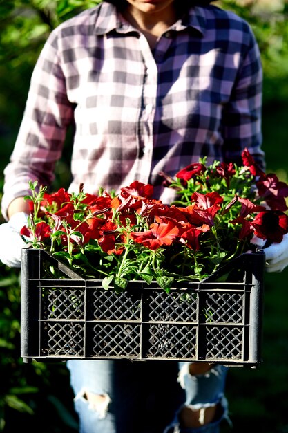 Giardiniere che trasporta i fiori in una cassa