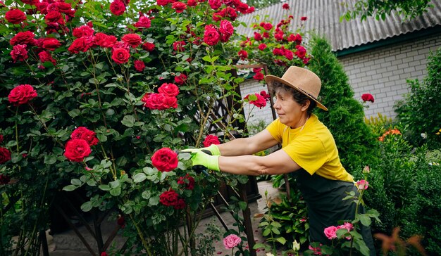 Giardiniere donna senior in un cappello che lavora nel suo cortile e rifila i fiori con le cesoie Il concetto di giardinaggio cresce e si prende cura di fiori e piante