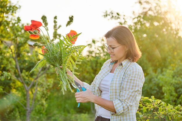 Giardiniere donna taglio papaveri fiori rossi con cesoie da giardino, giornata di sole nel giardino di primavera