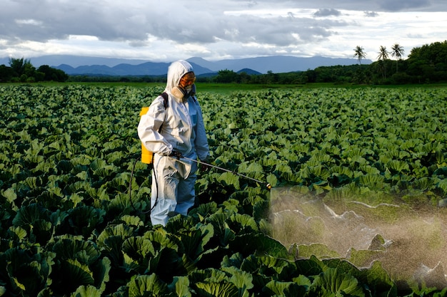 Giardiniere femmina in tuta protettiva e maschera spray Insetticida e chimica su un'enorme pianta vegetale di cavolo