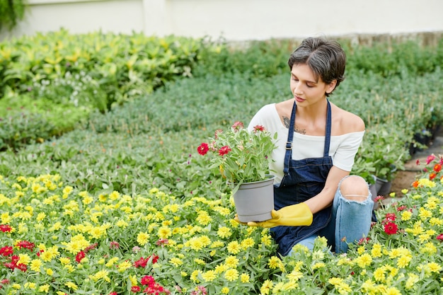 Giardiniere femmina pungendo fiori che sbocciano