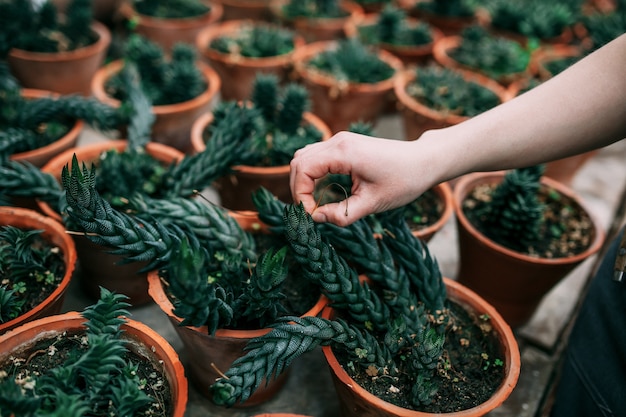 Giardiniere femminile che si prende cura delle piante in una pianta d'appartamento