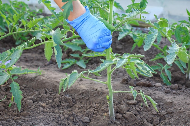 Giardiniere femminile in guanti di lattice che si prende cura dei giovani cespugli di pomodoro in serra