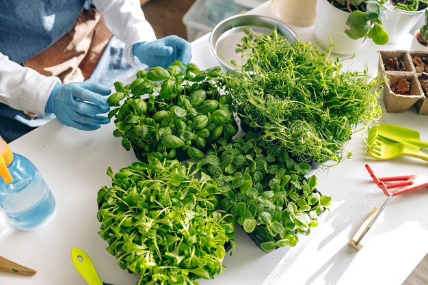 Giardiniere irriconoscibile crescente microgreens all'interno si chiuda