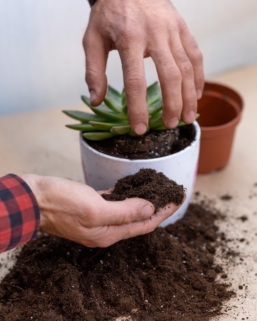 Giardiniere, piantare terrari con piante grasse, cactus