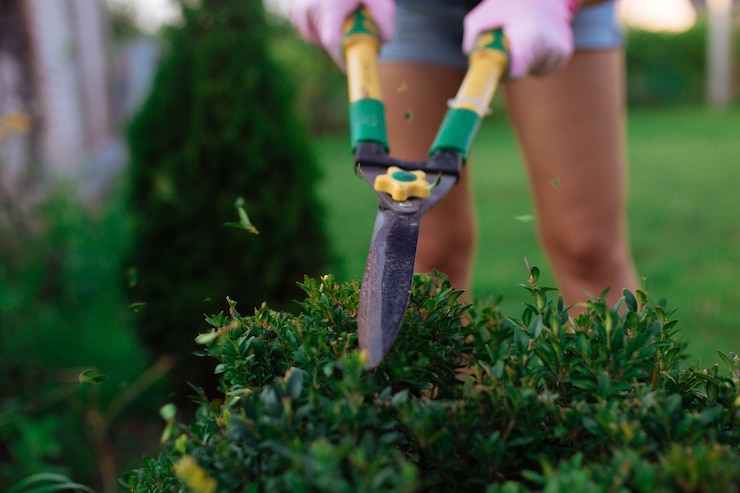 Giardiniere una donna con le forbici tagliare i cespugli dal giardino in primo piano la progettazione del paesaggio e la cura di ...