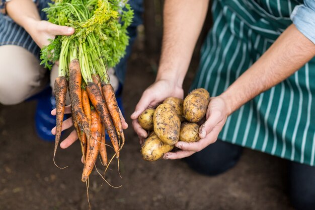 Giardinieri che tengono carota e patate raccolte