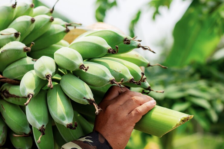 Giardinieri che trasportano banane.