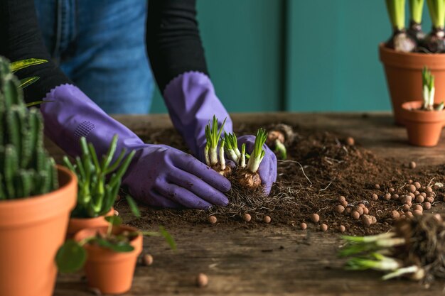 Giardinieri della donna che trapiantano pianta in vasi di ceramica sulla vecchia tavola di legno. Concetto di giardino di casa. Tempo di primavera. Fiorire. Interni eleganti con molte piante. Prendersi cura delle piante domestiche.