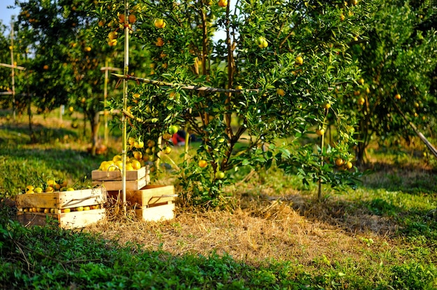 Giardino arancione con molti frutteti maturi.