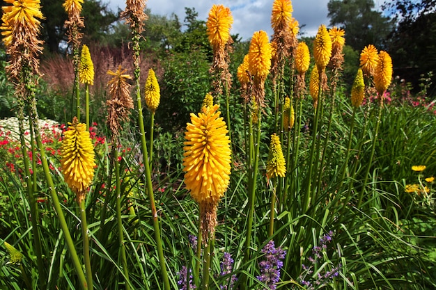 Giardino botanico a Christchurch, Nuova Zelanda