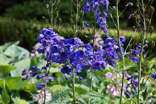 Giardino botanico a Christchurch, Nuova Zelanda