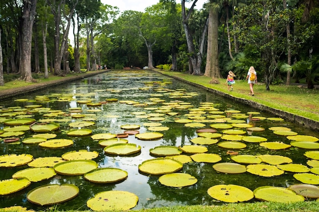 Giardino botanico dell'isola paradisiaca di Mauritius. Bellissimo laghetto con gigli. Un'isola nell'Oceano Indiano.