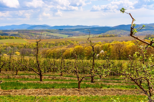 Giardino con alberi da frutto a fianco della montagna