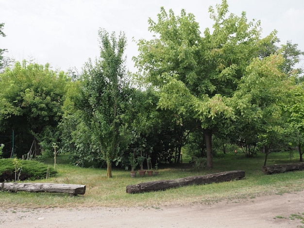 Giardino con alberi