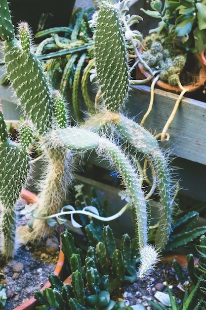 Giardino con cactus Soncept di piante che crescono in casa