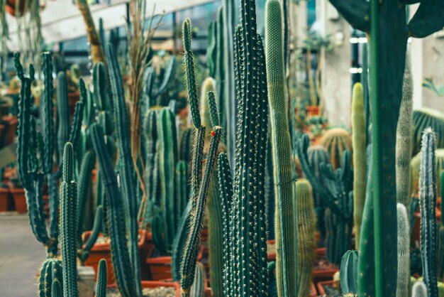 Giardino con diversi tipi di cactus