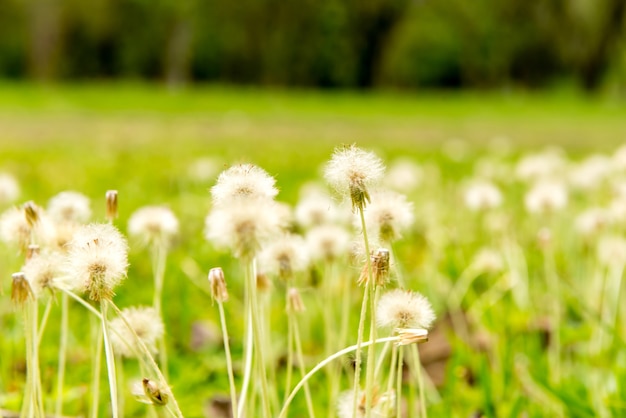 Giardino con erba e dente di leone Messa a fuoco selettiva