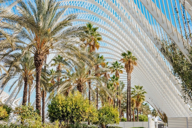 giardino con palme sullo sfondo della natura