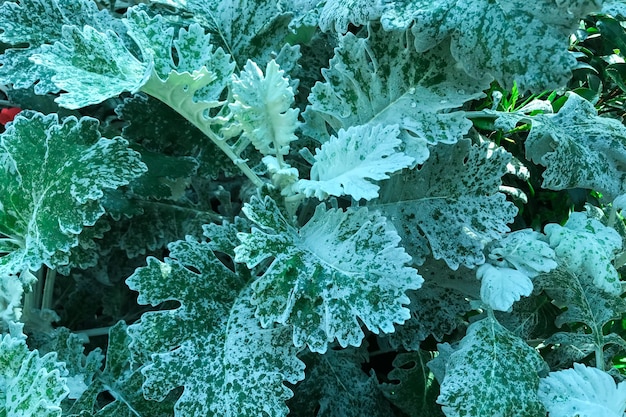 Giardino con piante di cavolo verde in crescita