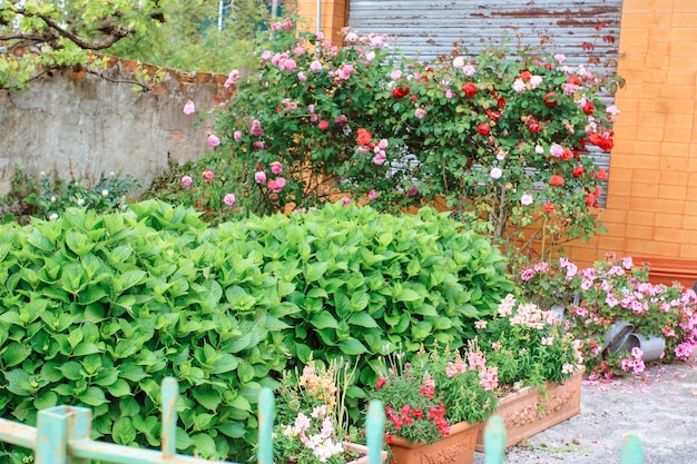 Giardino con rose e ortensie