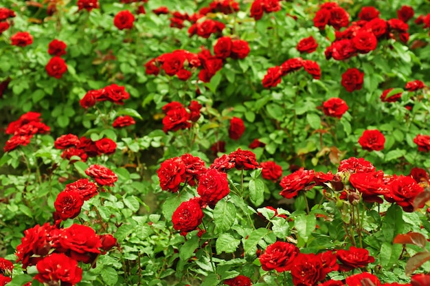 Giardino con sfondo floreale di rose rosse fresche