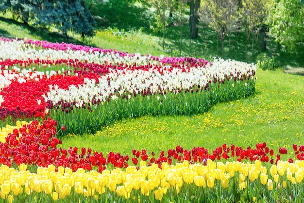 Giardino con tulipani colorati ed erba verde nel parco