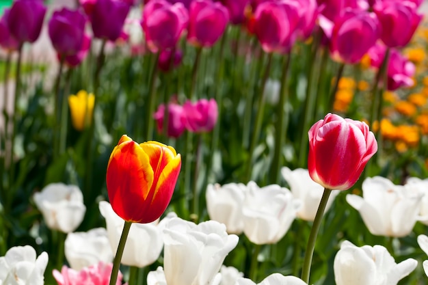 Giardino con tulipani nella stagione estiva, un gran numero di fiori di tulipano per la decorazione del giardino