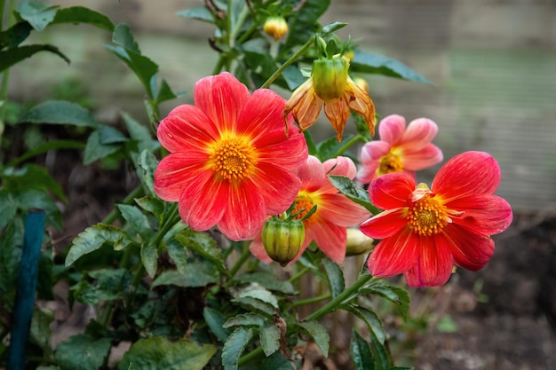 Giardino dahlia Piccolo mignon Dahlia coccinea fiori vibranti nel giardino autunnale