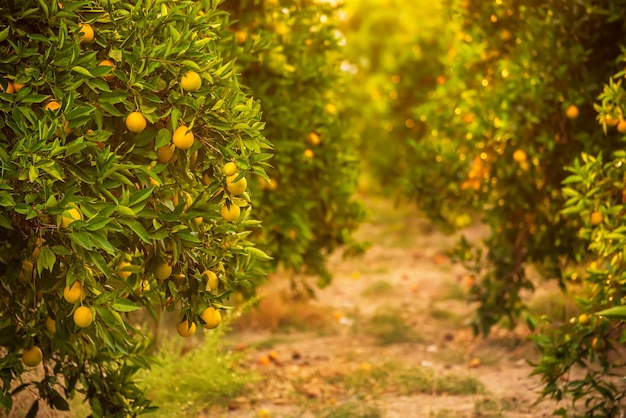 Giardino degli aranci con frutta