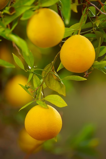 Giardino degli aranci con frutta